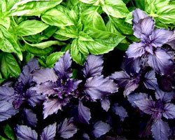 Базилик &laquo;Великан&raquo;, культивированный в теплице с покрытием из поликарбоната ГРИНХАУС-НАНО.