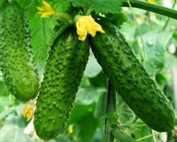 Крупные огурцы, выращенные в теплице из сотового поликарбоната GREENHOUSE-nano.